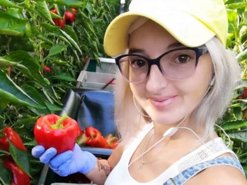 Uitzenden van personeel in de teelt en oogst van seizoengroenten en fruit
