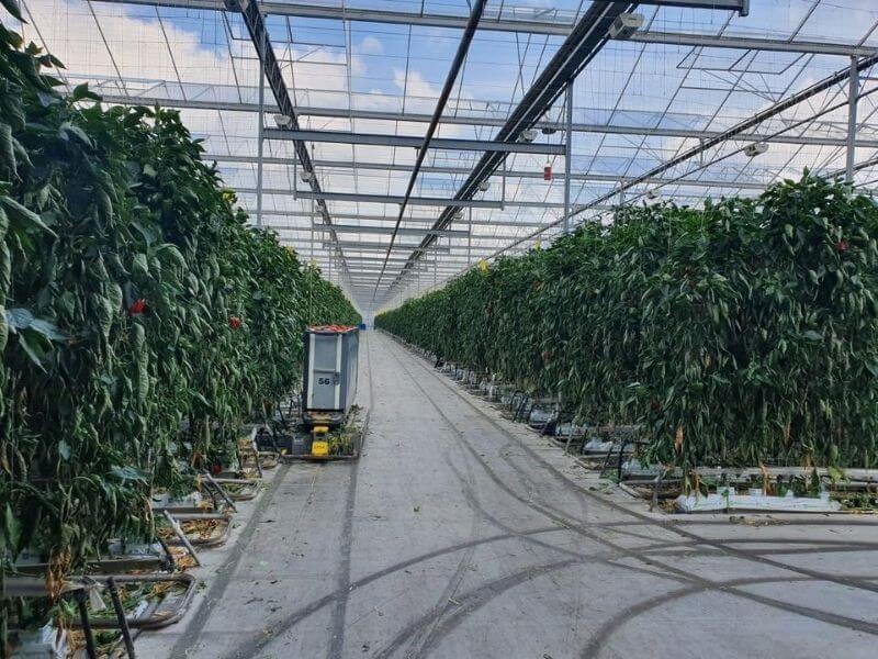 Besteed de werving en selectie van uw personeel in de glastuinbouw uit aan Noordplus